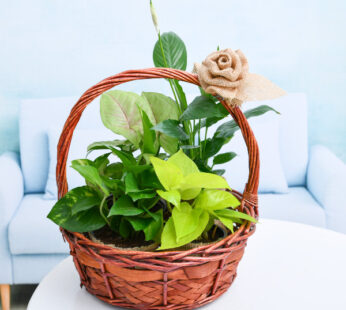 Set of 4 Beautiful Gifting Syngonium Plant, Money Plants Green, Money Plant Golden & Peace Lily.in Basket