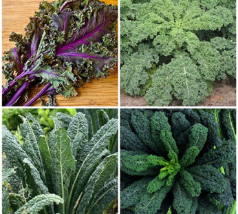 Set of 4 Best Kale Herb Seeds