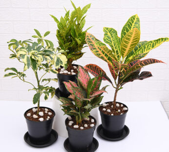 Set of 4 Colorful Foliage Plants Packs