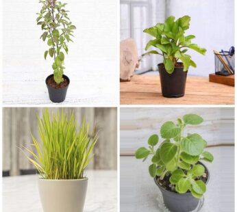 Set of 4 Healthy Home plants pack