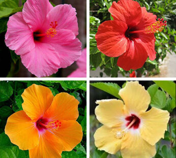 Set of 4 Hibiscus Flowering Plants
