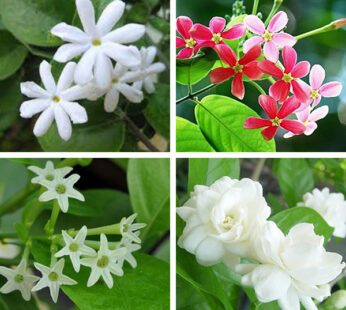 Set of 4 Jasmine Fragrance Flowering Plants