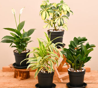 Set of 4 Mood booster plants pack