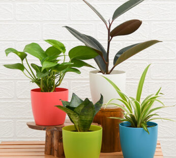 Set of 4 Shade loving plants pack