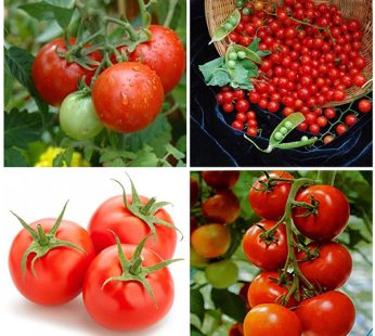 Set of 4 Tasty Tomato Vegetable Seeds