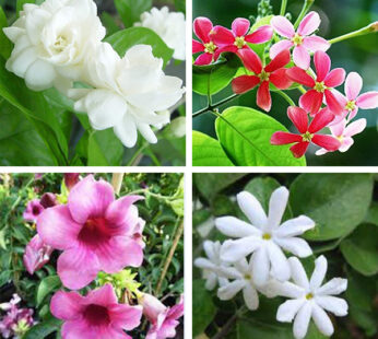 Set of 4 Throughout the Year Flowering Plants