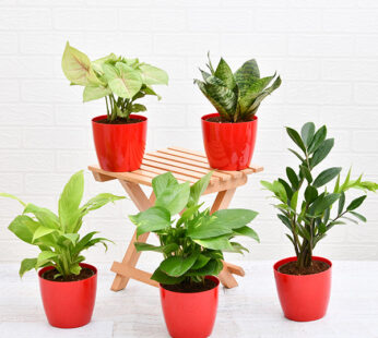 Set of 5 Air Purify Oxygen Plants Pack