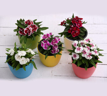 Set of 5 Awesome Dianthus Flowering Plants