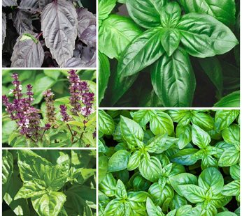 Set of 5 Best Basil Herb Seeds