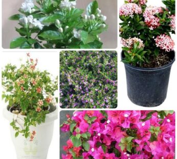 Set of 5 Enhance Beauty of Balcony Flowering Plants