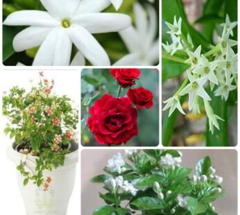 Set of 5 Fragrance Flowering Plants