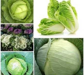 Set of 5 Fresh Cabbage Seeds