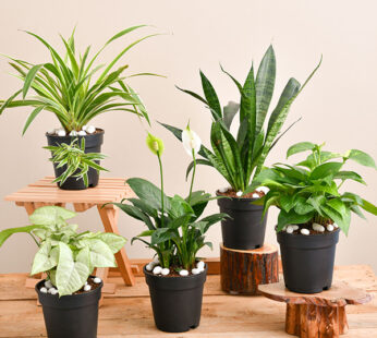 Set of 5 Indoor Special Plants Pack