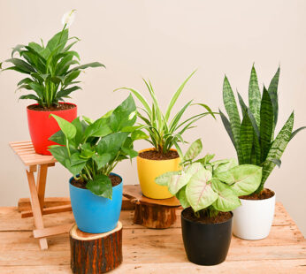 Set of 5 NASA Recommended plants pack