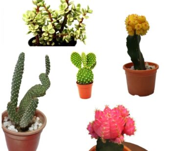 Set of 5 Oracle Cactus Plants