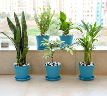 Set of 5 Oxygen Boosting Plants Pack