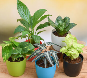 Set of 5 Pollution Reducing Plants Pack