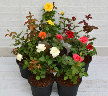 Set of 5 Roses Plants pack
