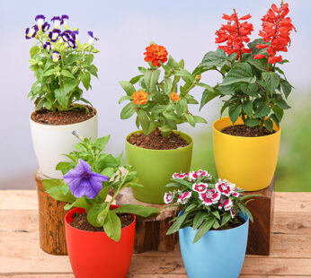 Set of 5 Seasonal flowering Plants pack
