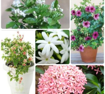 Set of 5 Special for Mansoon Flowering Plants