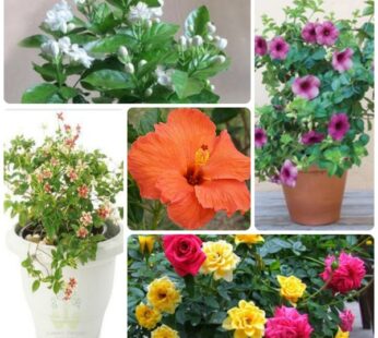 Set of 5 Yearly Flowering Plants