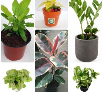 Set of 6 Healthy & Full Energy Plants