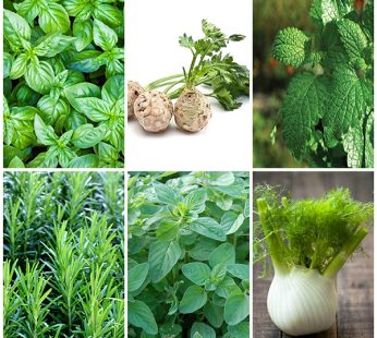 Set of 6 Herbs You Can Grow In Water