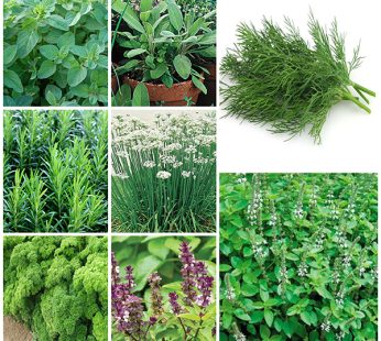 Set of 8 Best Herb Seeds Used in Cooking