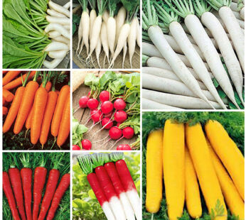 Set of 8 Best Radish and Carrot Seeds