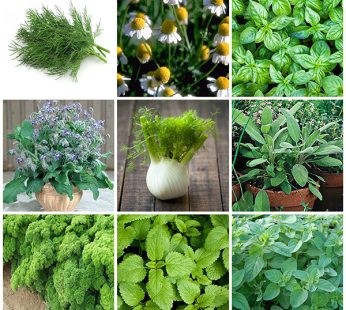 Set of 9 Herb Seeds for Medicinal use