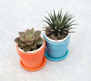 Succulent Combo For Gifting
