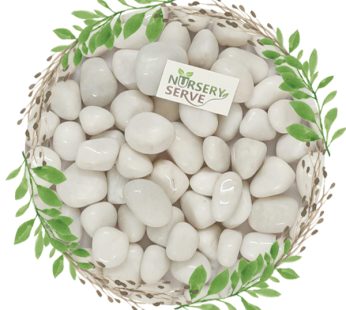 Super Glossy White Pebbles Marble Polished, Medium Size 500GM