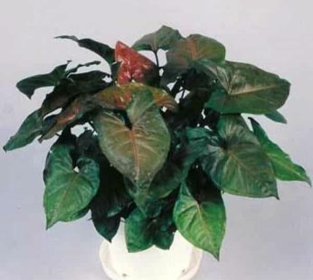 Syngonium Red Green Plant
