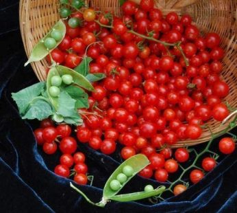 Texas wild cherry tomato Seeds