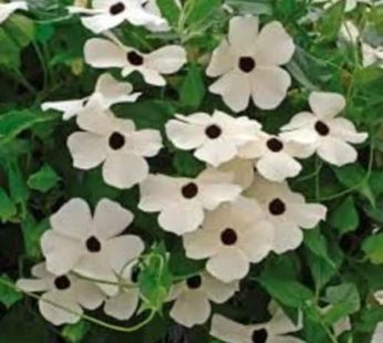 Thunbergia Alata White Plant