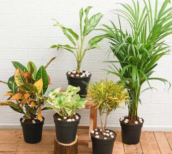 Top 5 Monsoon Foliage Plants for Home Decor