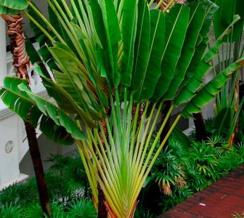 Travellar Palm Plant