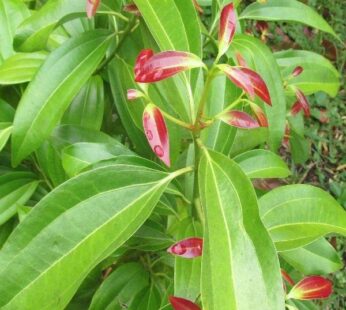 True Cinnamon Plant, Bay Leaf Plant, Tamala Patram Plant
