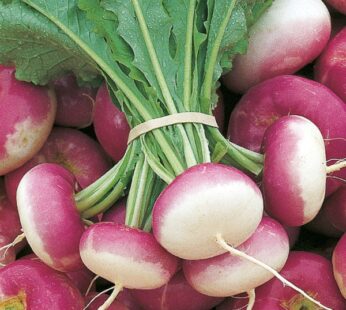 Turnip Purple Top Vegetable Seeds