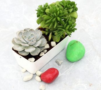 Two succulent combo in white tray for gifting