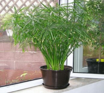 Umbreala Sedge Plant