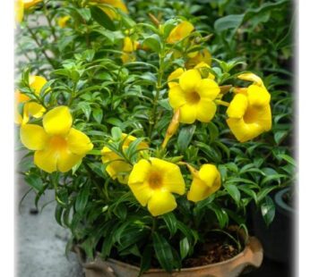 Variegated Allamanda, Allamanda Cathartica (Yellow) Plant