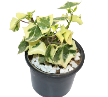 Variegated English Ivy – Succulent Plant