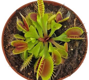 Venus Flytrap Plant, Dionaea Muscipula Plant