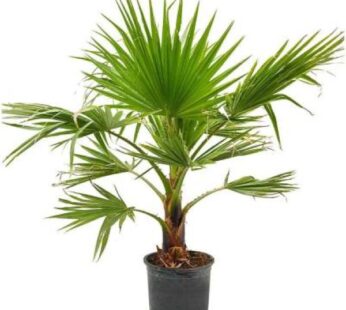 Washingtonia Palm Plant