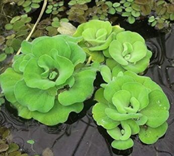 Water Cabbage Plant, Water Lettuce (3 Piece) Plant