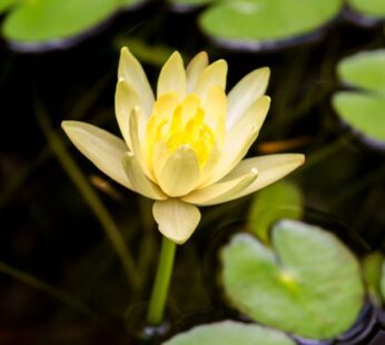 Water lily (All Colors) Plant