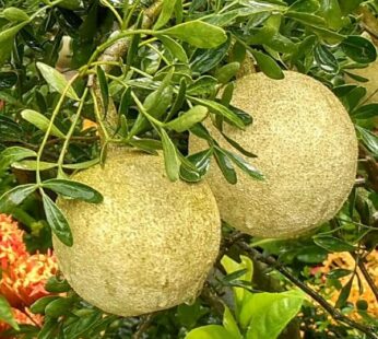 Woodapple Palnt, Kavath Plant