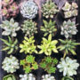 Senecio Succulent Plants for Indoor