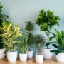 Air Purifying Plants Packs